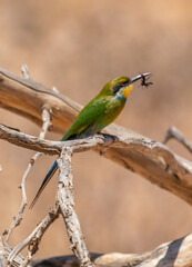 Obraz premium Swallow-tailed Bee-eater in the Kgalagadi