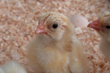 Newborn chick