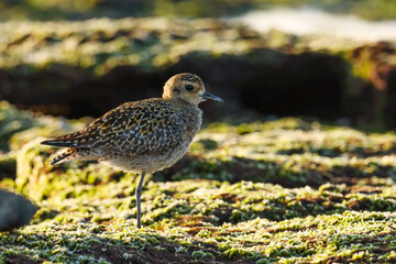 Pacific golden plover standing on rock. Golden plover. Pluvialis fulva.