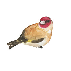 European goldfinch bird isolated on white background. Watercolor hand drawing illustration. Perfect for animal design. Carduelis carduelis. - obrazy, fototapety, plakaty