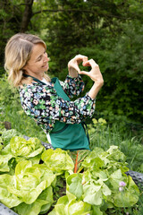 beautiful young blond woman with green apron is harvesting green fresh salad in the garden