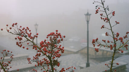 Red winter berries on the bare branches of a tree in a foggy city against the background of lanterns