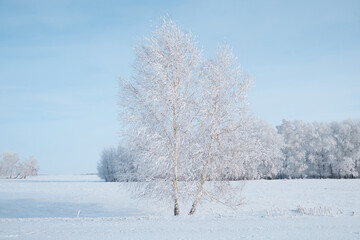 Fototapeta na wymiar winter landscape with snowy trees