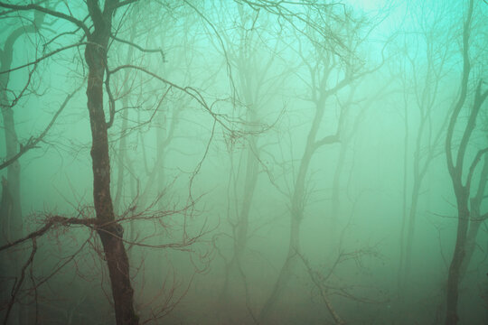 Fog in the winter forest - siluets of trees, branches in a mystical blue light