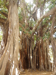 Ficus macrophylla at Palermo botanical garden, Italy