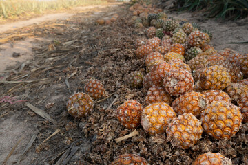 Rotten fruit of the pineapple is strewn on the ground by the farmland. Produce that cannot be sold due to agricultural problems.
