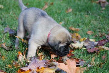 Puppy sniffing the ground in autumn