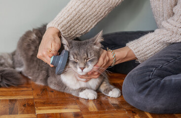Combing hair brush for animals. Human hand brushing the cat's hair