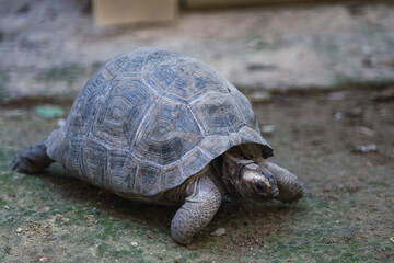 turtle on the ground