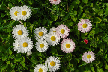 White and pink lawn daisies (Bellis perennis) in the garden on a sunny morning, top view © prambuwesas
