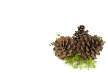 Pine or Pine Cone and Leaves for Christmas and New year Decoration isolated on white background.