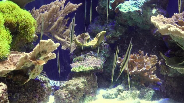 Shrimpfish (Aeoliscus strigatus), fish swims upside down in a saltwater aquarium
