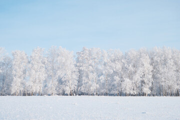 Obraz na płótnie Canvas winter landscape with snowy trees