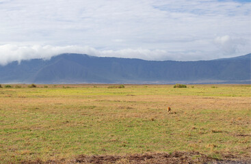 Wild lioness walks around the savannah during on safari at Ngorongoro Crater in Tanzania