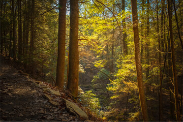 Obraz premium Early morning light filtering through the canopy of hemlocks along the Fiery Gizzard Trail on the South Cumberland Plateau in Tennessee.