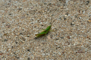 grasshopper - drumming katydid - cricket