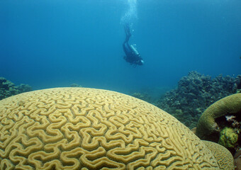 coral cerebro y buzo , isla de aruba .