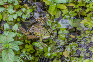 Water frog in Krka national park, Croatia