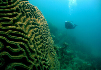 coral cerebro y buzo , isla de Aruba 