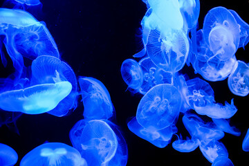水族館マリンワールドのクラゲ