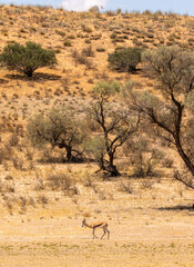 Springbok in the Kgalagadi