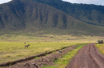 Obraz premium Herds of zebras walking in the pasture during a jeep safari in Ngorongoro Crater in Tanzania