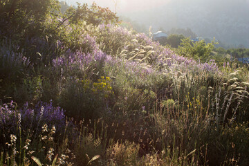 Country houses and biodiversity in the Taurus Mountains of Konya, Turkey