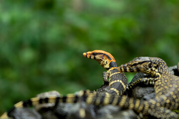 Lizards in the grass