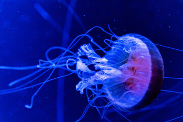 水族館マリンワールドのクラゲ