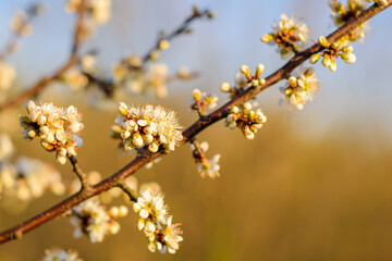 Fruit tree twigs with blooming white and pink petal flowers in spring garden.