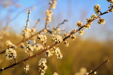 Fruit tree twigs with blooming white and pink petal flowers in spring garden.