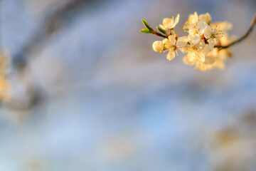 Fruit tree twigs with blooming white and pink petal flowers in spring garden.
