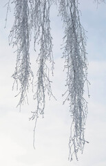 Birch branches covered with hoarfrost