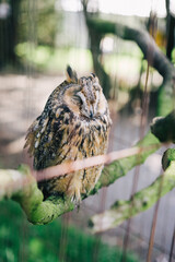 Long-eared Owl