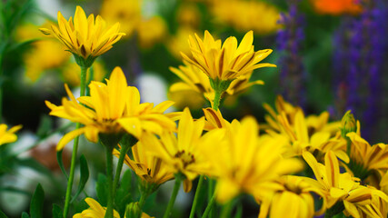 Fleurs ornant le bourg d'un village du Sud-Ouest de la France
