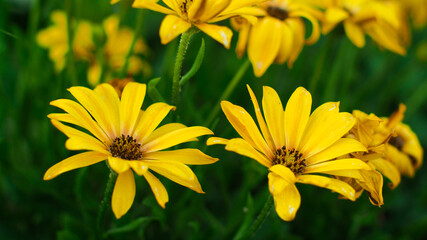 Fleurs ornant le bourg d'un village du Sud-Ouest de la France