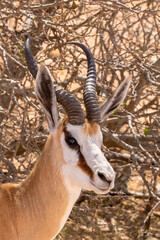 Springbok in the Kgalagadi