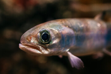 Portrait of Freshwater fish in the river