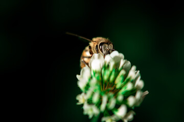 bee collecting pup