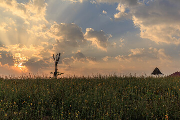 Fototapeta na wymiar Yellow flower field landscape with sunlight in the evening