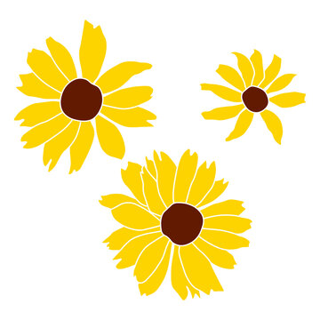 Set of three open heliopsis blossom vector illustration isolated on white background. Vector sketch style top view hand drawing of wild, heliopsis, false sunflower.