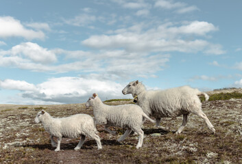 Fototapeta premium Tree sheep