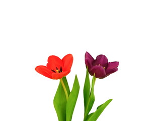 Two red tulips isolated on white background.  Composition for Valentine's Day. Top view, copy space, flat lay.	
