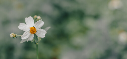 May flowers field of camomiles in garden in sunny day for wallpaper background. White and yellow chamomile daisies in meadow. Spring begins, Mother's day in summer