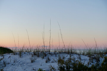 Beach Brush at Sunrise 3