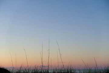 Fototapeta na wymiar Beach Brush at Sunrise 2