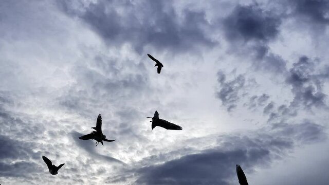 Animal Bird Seagulls Flying on Sky