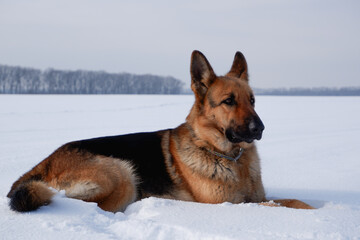 Winter portrait of the Dog. German shepherd dog lies in the snow. Walking with the animal in winter.