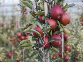 Apple tree