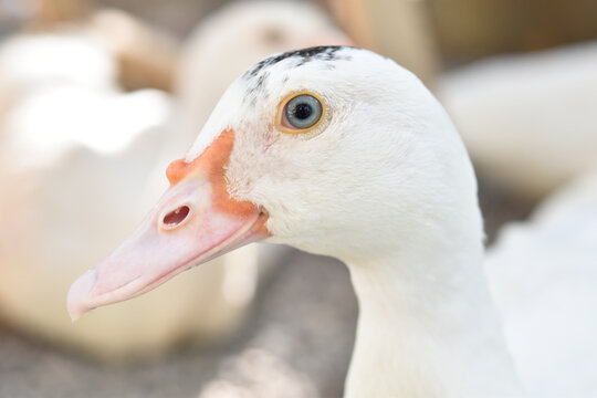 Close-up view, Duck eyes and face.